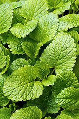 Image showing Lemon balm (balm, common balm, or balm mint)