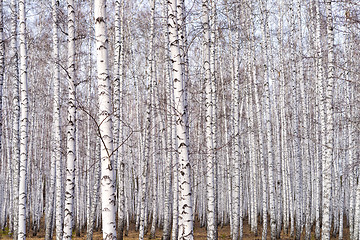 Image showing spring birch forest