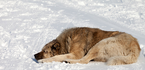 Image showing Dog sleeping on snow