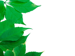 Image showing Green leaves with copy space