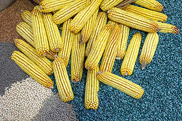 Image showing Corn Ears