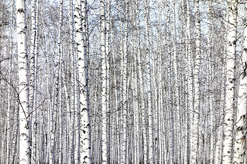 Image showing birch trees background