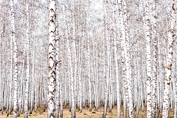 Image showing early spring forest