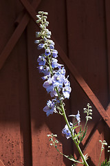 Image showing delphinum