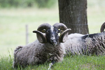 Image showing ram