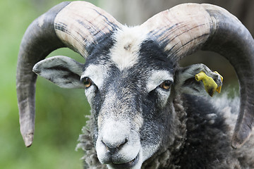 Image showing ram