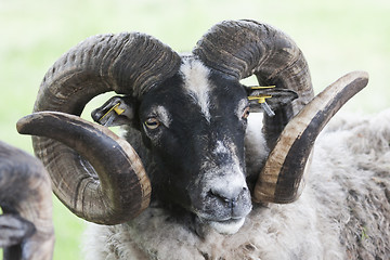 Image showing ram