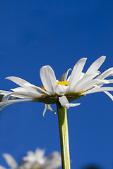 Image showing ox eyed daisy