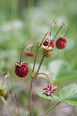 Image showing wild strawberry