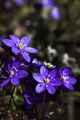 Image showing blue anemones