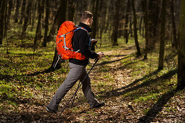 Image showing Active healthy man hiking in beautiful forest