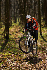 Image showing Mountain biker riding on bike in springforest landscape. 