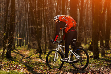 Image showing Mountain biker riding on bike in springforest landscape. 