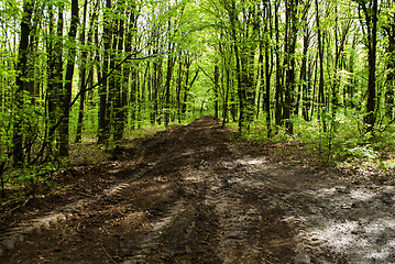 Image showing road from clays in the forest