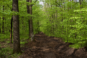 Image showing green forest and bad road