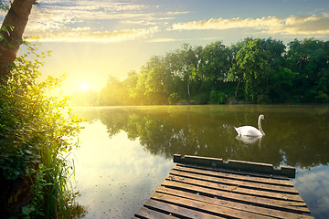 Image showing Graceful swan on river