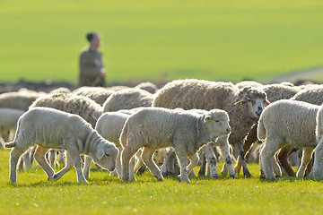 Image showing A shepherd is leading his flock 