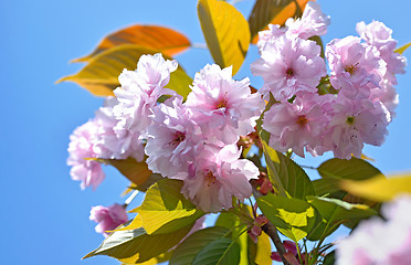 Image showing Prunus serrulata tree