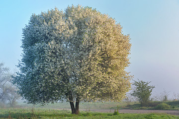 Image showing Cherry tree in a spring morning