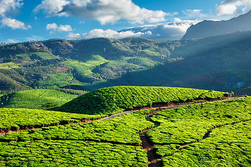 Image showing Tea plantations in Kerala, India