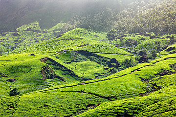 Image showing Tea plantations in Kerala, India