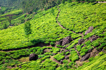 Image showing Tea plantations in Kerala, India