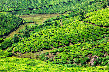 Image showing Tea plantations in Kerala, India