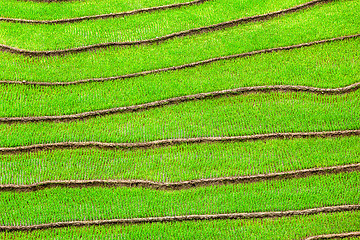 Image showing Rice field terraces