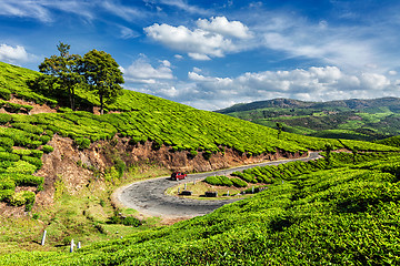 Image showing Green tea plantations in Munnar, Kerala, India