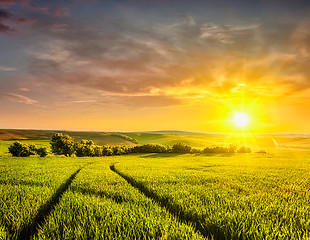 Image showing Sunset in field