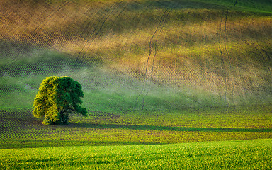 Image showing Lonely tree in ploughed field