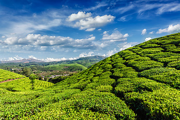 Image showing Green tea plantations in Munnar, Kerala, India