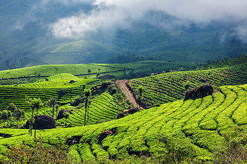 Image showing Green tea plantations in Munnar, Kerala, India