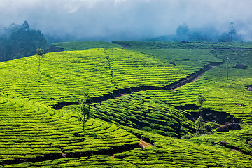 Image showing Green tea plantations in Munnar, Kerala, India