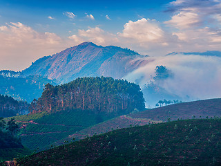 Image showing Green tea plantations in Munnar, Kerala, India