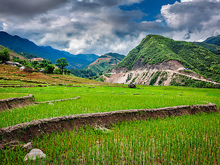 Image showing Rice plantations. Vietnam