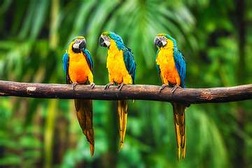 Image showing Blue-and-Yellow Macaw in forest