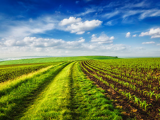 Image showing Rolling fields of Moravia