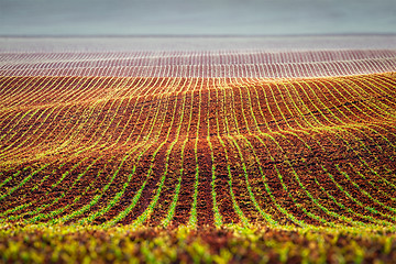 Image showing Rolling fields of Moravia