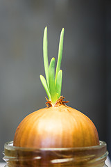 Image showing Green onion sprout