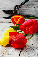 Image showing bouquet of cut tulips