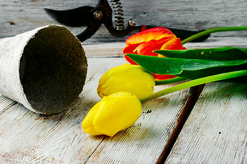 Image showing bouquet of cut tulips