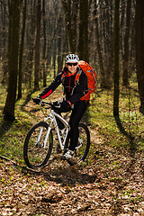 Image showing Mountain biker riding on bike in springforest landscape. 