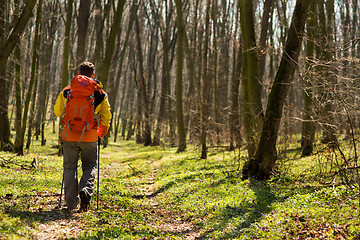 Image showing Active healthy man hiking in beautiful forest