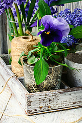 Image showing Spring decorative flowers