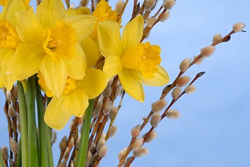 Image showing Daffodils on Blue