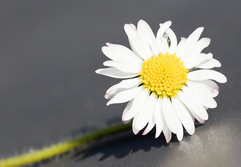 Image showing Closeup of a perfect single daisy