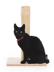 Image showing Black cat with a scratching post 