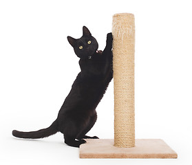 Image showing Black cat with a scratching post 