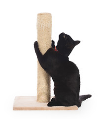 Image showing Black cat with a scratching post 